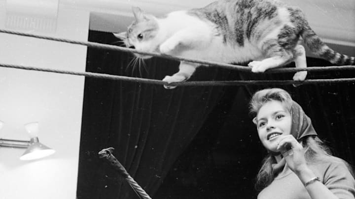 Brigitte Bardot fue voz incómoda para los deportes en donde se normaliza el uso de animales. Puso el tema a un debate abierto hasta hoy.