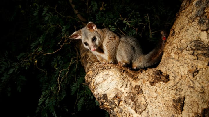 Common Brushtail Possum (Trichosurus vulpecula) seen in...