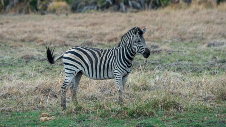 A plains zebra (Equus quagga, formerly Equus burchellii) in...