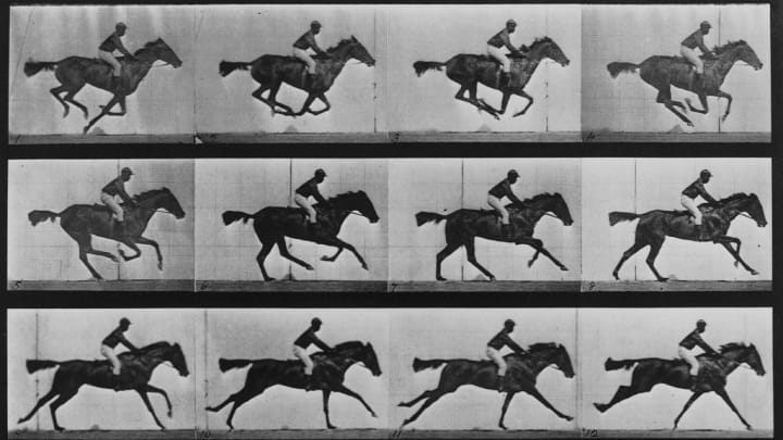 Motion of a Galloping Horse