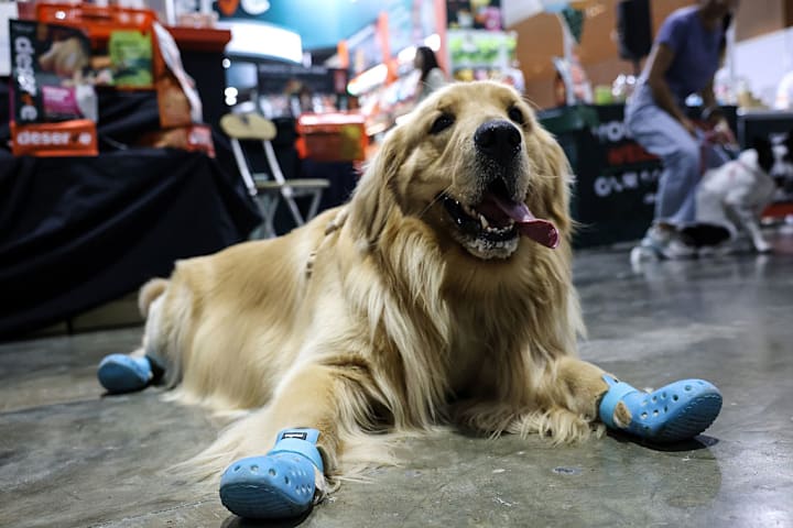 Thai Pet Expo 2025