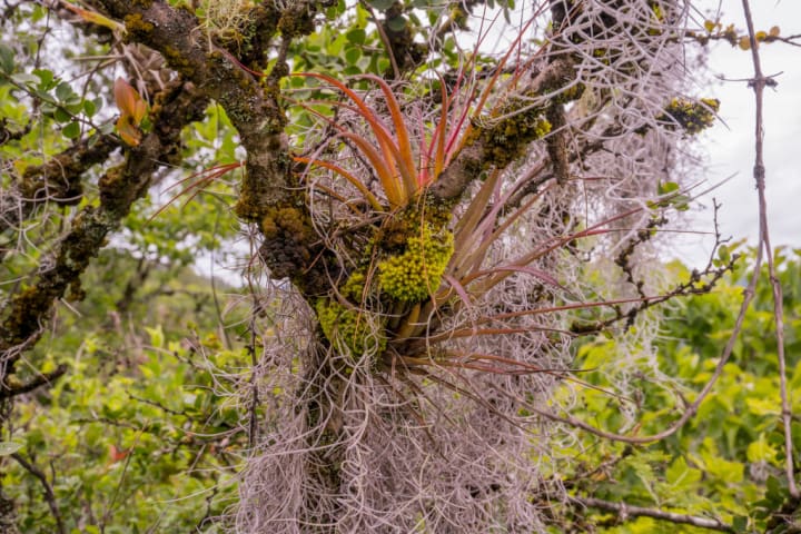 Spanish moss on trees in Mexico.