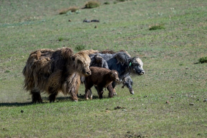 Yak mothers and babies in Central Asia.