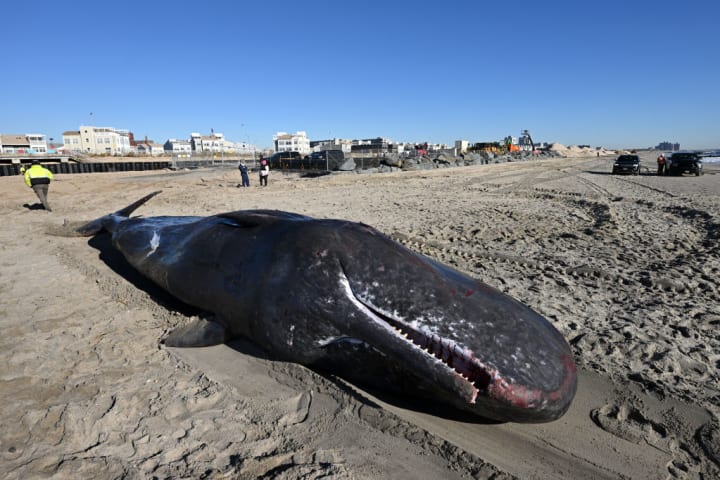 Beached Whale On Rockaway Beach In New York