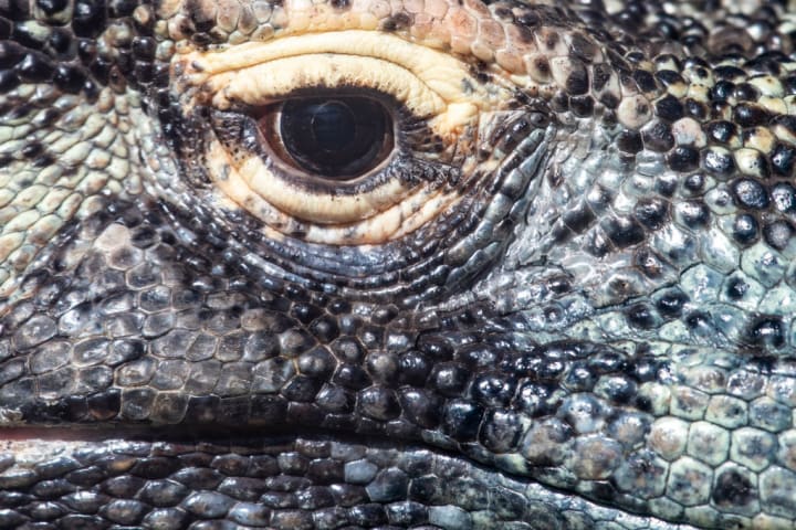Detail of the eye and skin of a Komodo dragon.