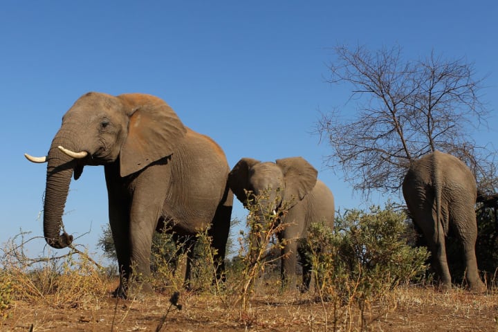 photo of three wild elephants