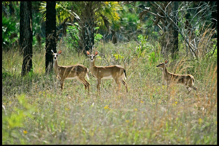 photo of three white-tailed deer in the woods