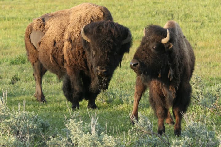 Bison grazing in Yellowstone National Park.