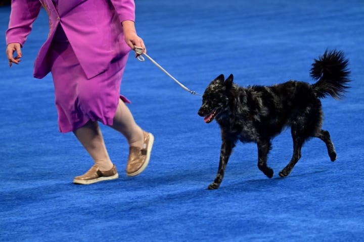 Mudi at the National Dog Show hosted by the Kennel Club of Philadelphia