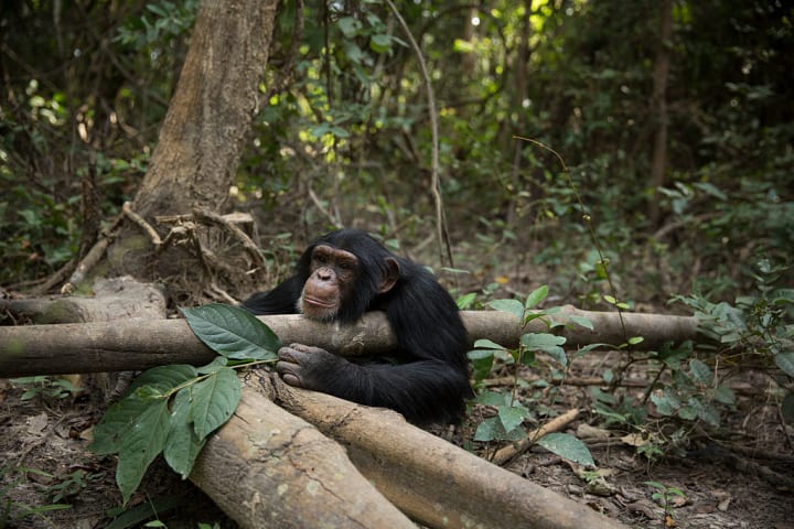 A chimpanzee in the forest leaning its head on a log