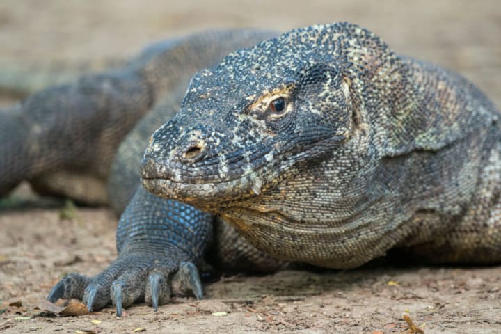 Portrait of a Komodo dragon (Varanus komodoensis)