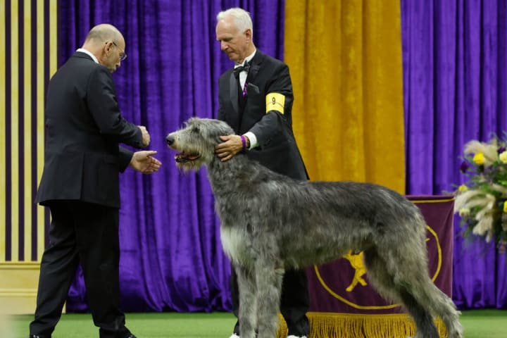 Irish wolfhound at the 147th Annual Westminster Kennel Club Dog Show.