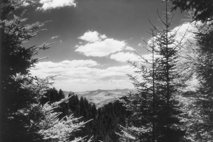 Conifer Forest