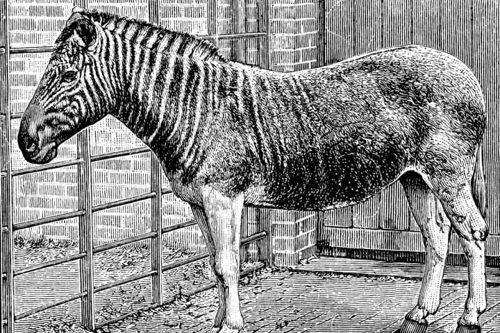 Quagga mare in London Zoo, c1870.