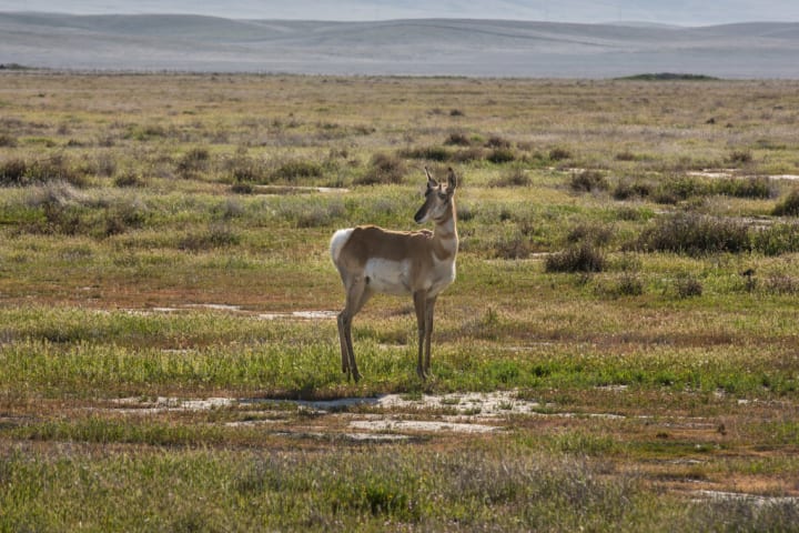 A pronghorn at Carrizo Plain National Monument.