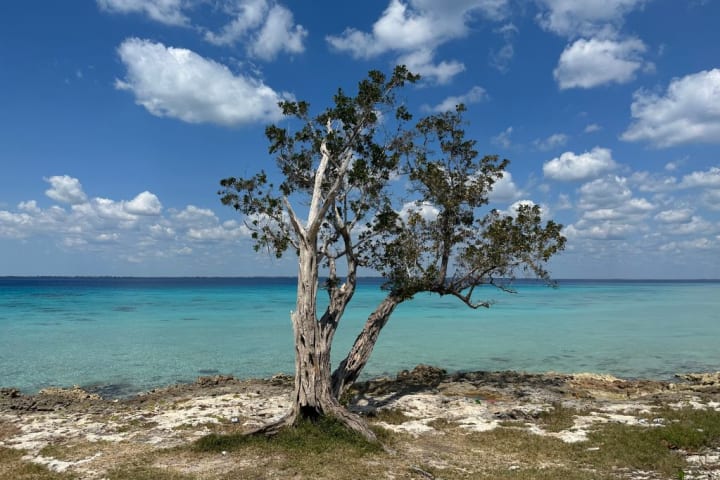 A tree growing on a beach with turquoise water in Cuba