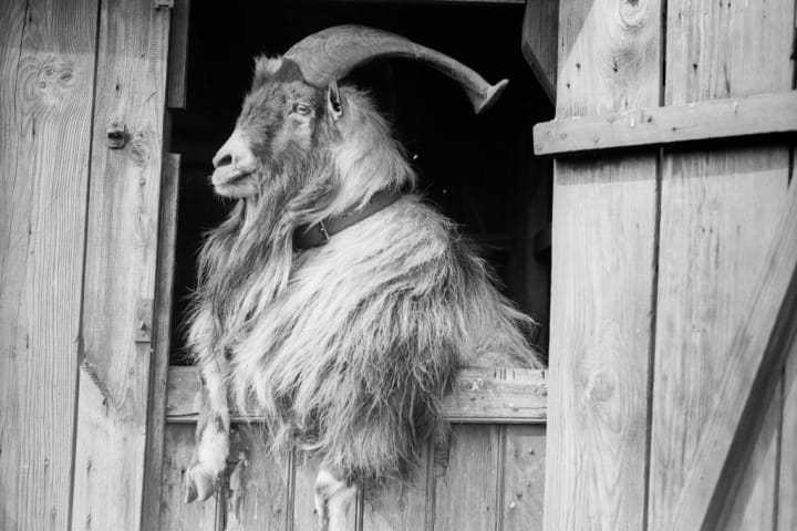 Goat looking out a barn door