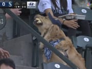 This dog lived its best life at Monday night's  White Sox-Mariners game.