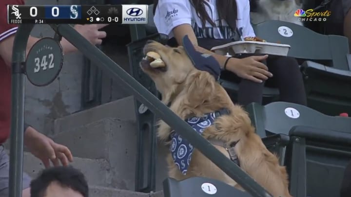 This dog lived its best life at Monday night's  White Sox-Mariners game.
