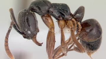 This puny creature packs a powerful sting.