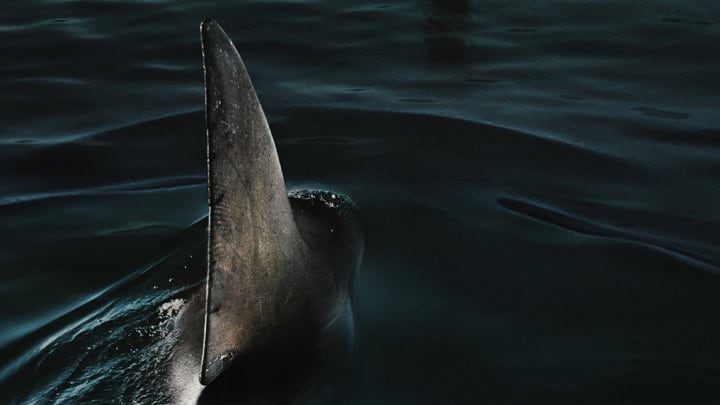 First Under Paris trailer offers in-Seine shark action