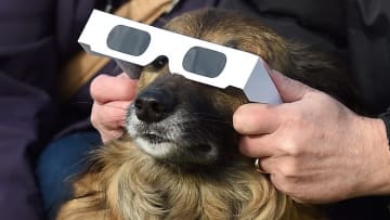 Your pooch probably won’t stare at the sun during the total solar eclipse.