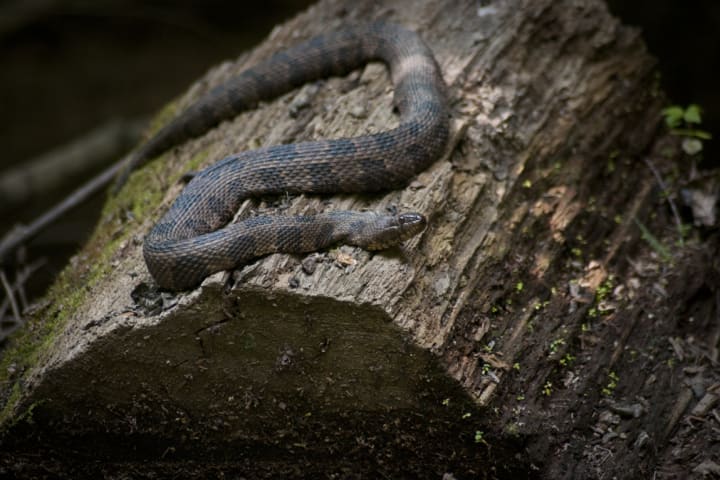 A dark brown and black-speckled snake resting on a mossy log in Congaree National Park