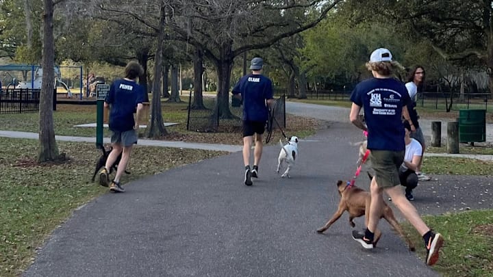 Steinbrenner High School began running with the dogs from the Humane Society of Tampa in 2017 