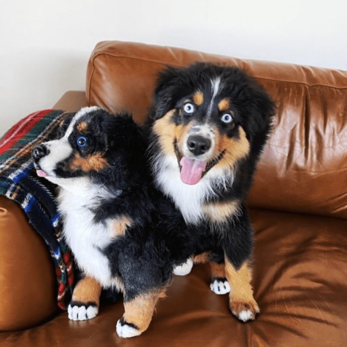 Dog made into stuffed animal store
