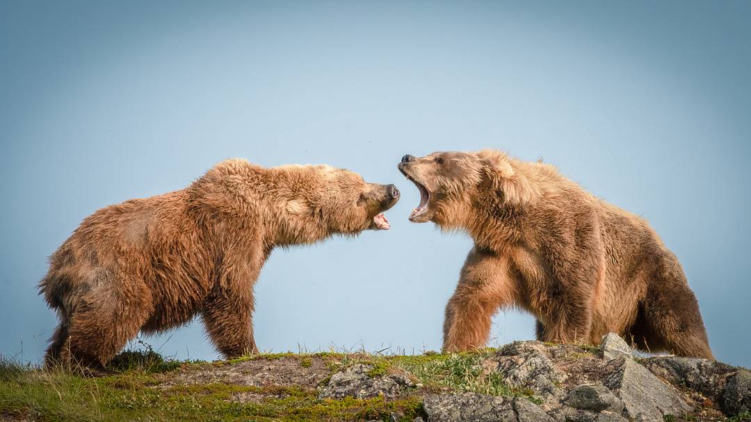 The bear on the left is a mama bear. Her two cubs are behind her. She took on this bigger male and backed him down the ledge. Do not mess with a mama bear's cubs. The bear on the left is a mama bear. Her two cubs are behind her. She took on this bigger male and backed him down the ledge. Do not mess with a mama bear's cubs.