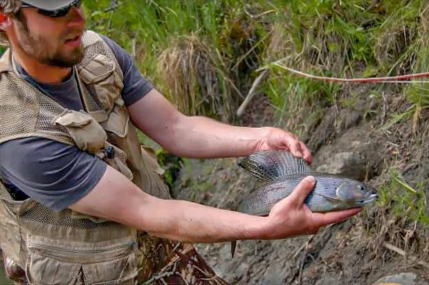 The author holding up and admiring the unique dorsal fin of an arctic grayling.