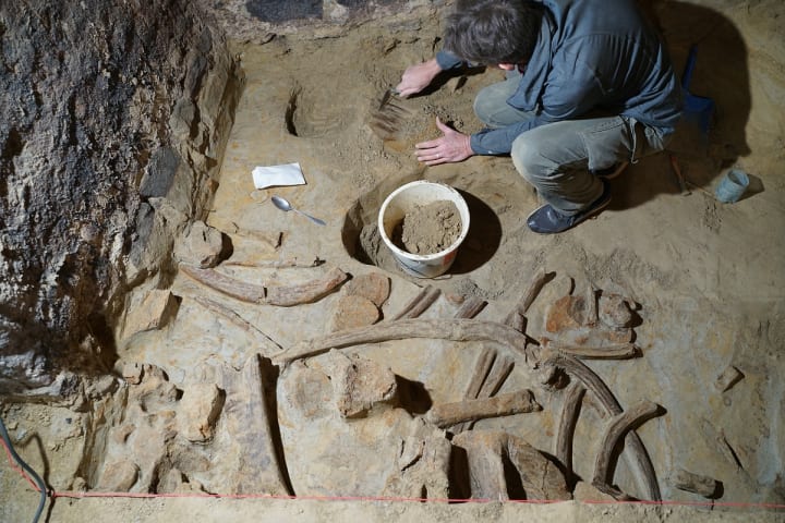 An archaeologist exposes the mammoth bones.