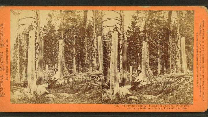 Stereogram image of Donner Party camp and cut off trees