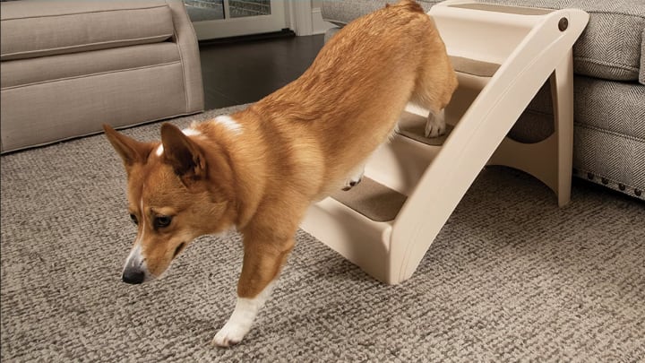 Help your favorite pooch have an easier time getting on and off the couch with these steps. 