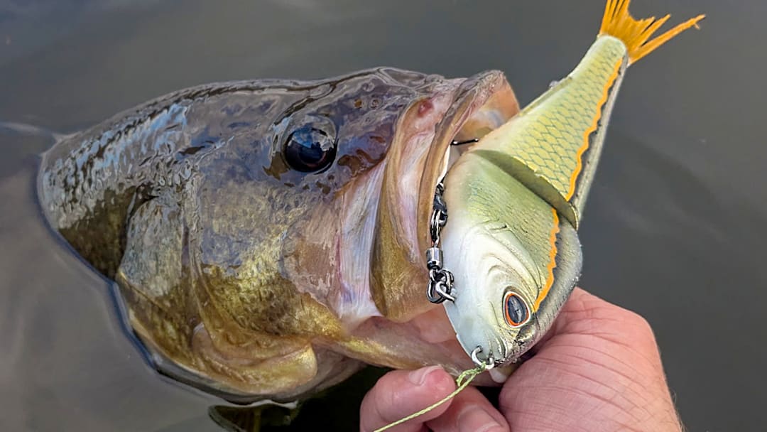 The only thing better than seeing a bass following your Chop Block glide bait is watching one crush it. The only thing better than seeing a bass following your Chop Block glide bait is watching one crush it.
