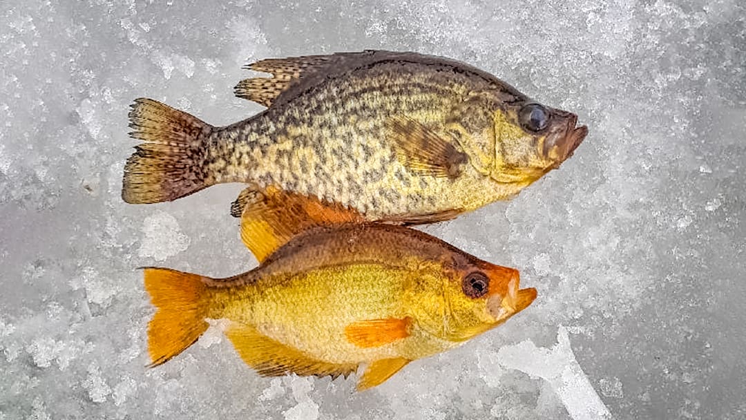 A rare golden crappie pictured with a normally colored black crappie. A condition called xanthochromism likely gave the fish the unusual color.