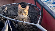 You don't see many cats in fishing boats, but I love having my favorite fishing companion along.