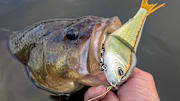 The only thing better than seeing a bass following your Chop Block glide bait is watching one crush it.