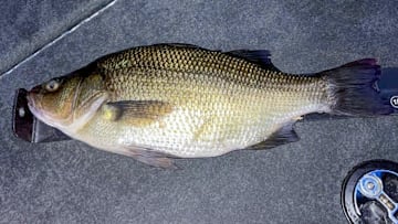 Once you know the seasonal patterns, top lures, and tips for targeting schools of jumbo white perch, you'll love catching this aggressive biting, good eating fish.