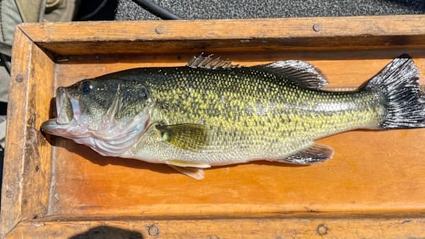 An adult largemouth bass surveyed from West Musquash Lake on a measuring board