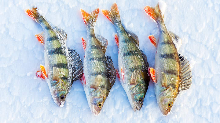 Four beautiful perch laid out on the frozen lake after a successful day of ice fishing. Each fish represents one of the four great tips shared in this article. Four beautiful perch laid out on the frozen lake after a successful day of ice fishing. Each fish represents one of the four great tips shared in this article.