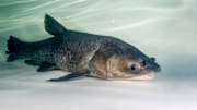 Anglers can now earn $100 per invasive black carp caught—up to $1,000 per month. Learn how to qualify, report your catch, and protect native fisheries.
