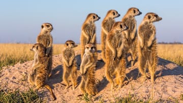 A mob of meerkats.