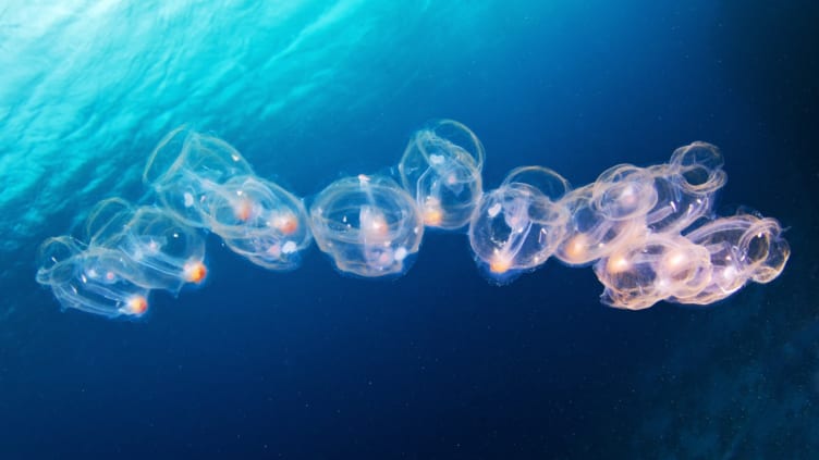 Ever see a salp?