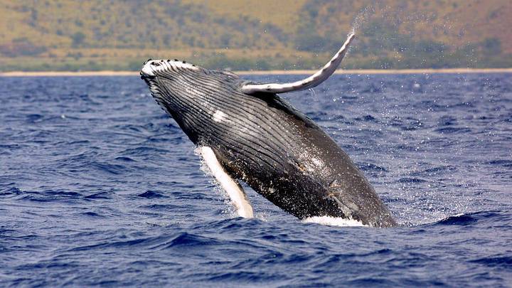 The population of humpback whales, like this one seen breaching, has been growing steadily for several years in the eastern Pacific but they're still listed as endangered.