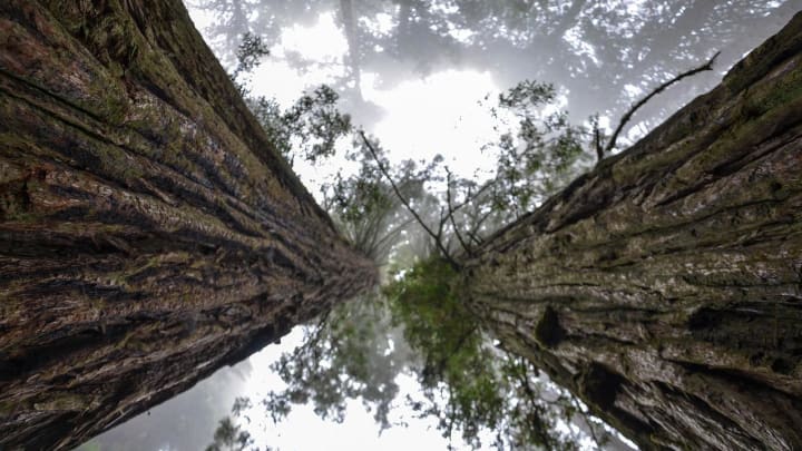 Have you ever been to a national park ... on weed?!