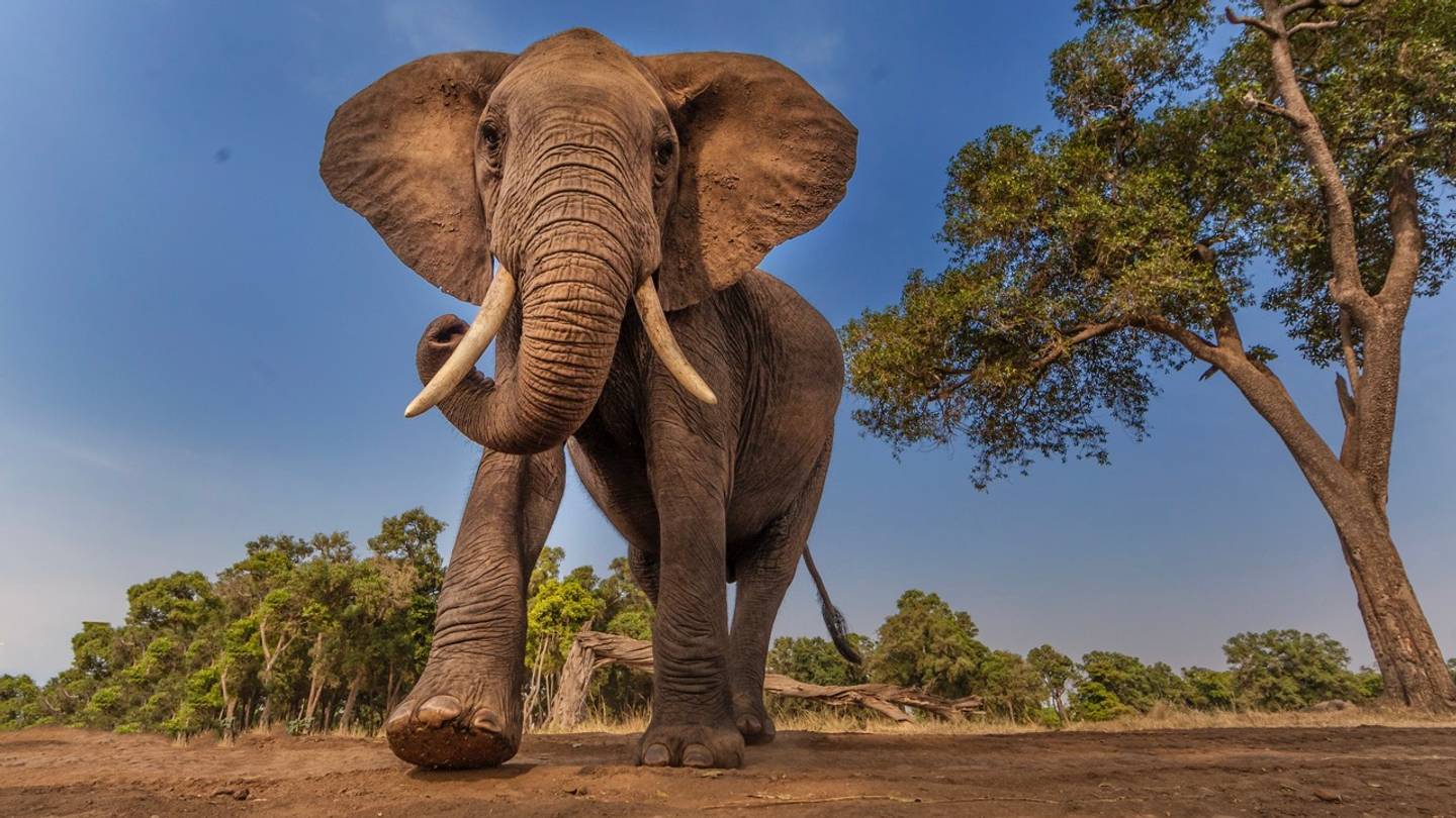 Animal Superlatives - Vimarsana News