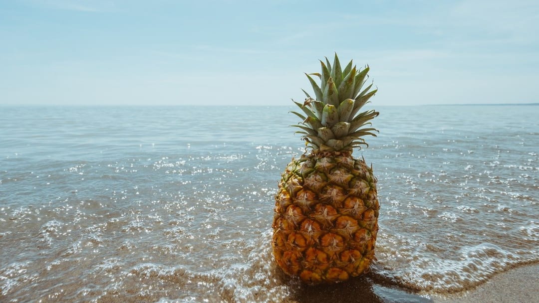 The tropical punch cannabis cultivar usually involves a blast of pineapple flavor. The tropical punch cannabis cultivar usually involves a blast of pineapple flavor.