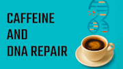 Coffee Assists with DNA Repair