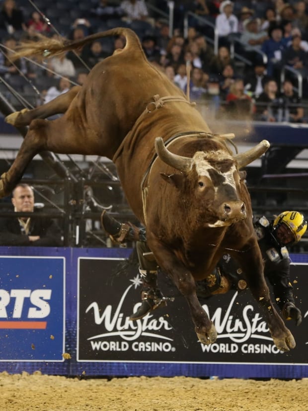A riderless bull bucking high in the air.